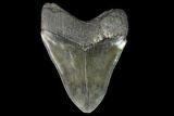 Serrated, Fossil Megalodon Tooth - South Carolina #128300-2